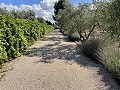 Maison de Campagne Individuelle à Biar in Spanish Fincas