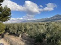 Maison de Campagne Individuelle à Biar in Spanish Fincas