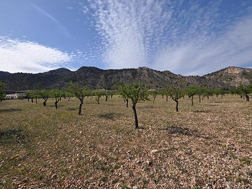 Parcela para construir con agua y luz en Salinas cerca de Sax