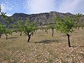 Legales Baugrundstück mit Stadtwasser und Strom in Salinas bei Sax in Spanish Fincas