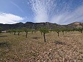 Parcela para construir con agua y luz en Salinas cerca de Sax in Spanish Fincas