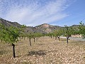 Legales Baugrundstück mit Stadtwasser und Strom in Salinas bei Sax in Spanish Fincas