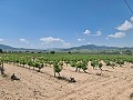 2 Parcelas en Salinas con agua y luz in Spanish Fincas