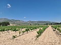 2 Parcelles à Salinas avec eau et électricité in Spanish Fincas