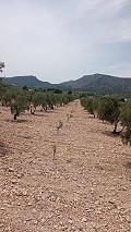 Baugrundstück in Salinas mit Strom in der Nähe und Wasser in Spanish Fincas