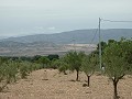 Terrain constructible de 25 000 m2 à Biar avec eau et électricité in Spanish Fincas