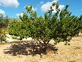 Grande maison de campagne, à distance de marche de la ville in Spanish Fincas