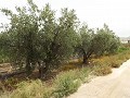 Terrain près d'Alenda Golf in Spanish Fincas