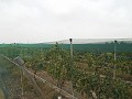 Terrain à bâtir près du Golf d'Alenda in Spanish Fincas