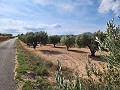 Land in Sax with water and casita in Spanish Fincas