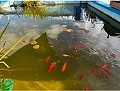 Belle maison de campagne de 7 chambres et 3 salles de bain avec piscine privée à Sax in Spanish Fincas