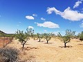 Maison de campagne de 2 chambres avec un très grand terrain in Spanish Fincas