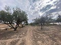 Proyecto de reforma con 4 dormitorios y piscina en La Romana. in Spanish Fincas