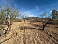 Keines Baugrundstück in Rodriguillo, Pinoso in Spanish Fincas