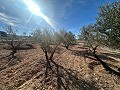 Geen Bouwgrond in Rodriguillo, Pinoso in Spanish Fincas