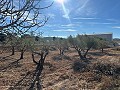 Keines Baugrundstück in Rodriguillo, Pinoso in Spanish Fincas