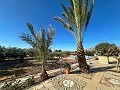 Belle bastide avec piscine à Agost in Spanish Fincas