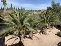 Villa met 3 bedden en 2 badkamers Loop naar de stad in Novelda in Spanish Fincas