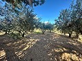 Maison de campagne à rénover à Jumilla in Spanish Fincas