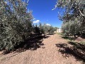 Maison de campagne à rénover à Jumilla in Spanish Fincas