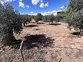 Landhaus zum Renovieren in Jumilla in Spanish Fincas