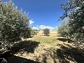 Maison de campagne à rénover à Jumilla in Spanish Fincas