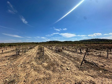 Riesige Baugrundstücke mit unglaublicher Aussicht in Yecla