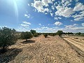 Riesige Baugrundstücke mit unglaublicher Aussicht in Yecla in Spanish Fincas