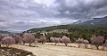 Finca met 7 slaapkamers en 8 badkamers in Alcoy in Spanish Fincas