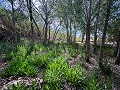 Magnífico campo con potencial de reforma en Almansa  in Spanish Fincas