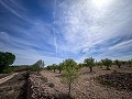 Magnífico campo con potencial de reforma en Almansa  in Spanish Fincas