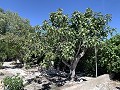 Impresionante villa de 4 dormitorios con piscina en Caudete in Spanish Fincas