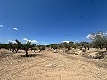 Encantadora casa de campo para reformar en Monóvar in Spanish Fincas