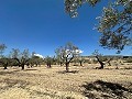 Charmante maison de campagne à rénover à Monóvar in Spanish Fincas