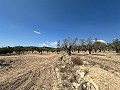 Charmante maison de campagne à rénover à Monóvar in Spanish Fincas