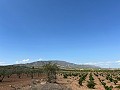 Large Parcel of Land with Olive Trees in Spanish Fincas