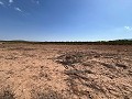 Large Parcel of Land with Olive Trees in Spanish Fincas