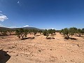 Large Parcel of Land with Olive Trees in Spanish Fincas