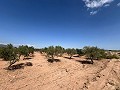 Large Parcel of Land with Olive Trees in Spanish Fincas