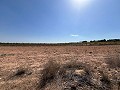 Large Parcel of Land with Olive Trees in Spanish Fincas