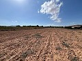 Large Parcel of Land with Olive Trees in Spanish Fincas