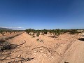 Large Parcel of Land with Olive Trees in Spanish Fincas