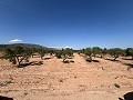 Gran Parcela de Terreno con Olivos in Spanish Fincas