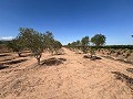 Stort stykke jord med oliventræer in Spanish Fincas