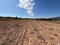 Large Parcel of Land with Olive Trees in Spanish Fincas