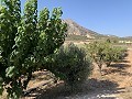 Villa avec 3 chambres, grande piscine et cuisine d'été in Spanish Fincas