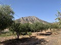 Villa avec 3 chambres, grande piscine et cuisine d'été in Spanish Fincas