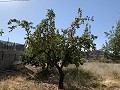 Villa avec 3 chambres, grande piscine et cuisine d'été in Spanish Fincas