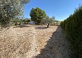 Villa in Salinas with Private Pool & Land with Olive Trees in Spanish Fincas