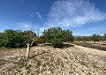 Villa in Salinas met privézwembad en land met olijfbomen in Spanish Fincas